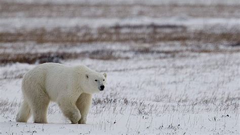 What are the behavioral differences between polar bears in captivity, and those in the wild? Fasting polar bears lose as much weight as ones eating ...