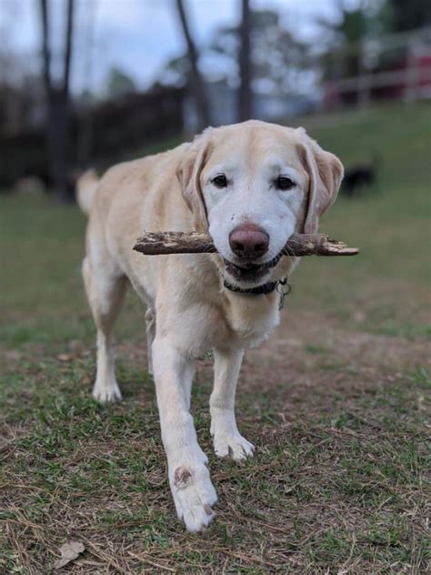 Cost of boarding a dog for a week. Cost for Dog Daycare & Boarding, The Woodlands, TX | Ruff ...