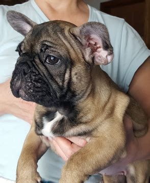 We sell only french bulldog puppies. View Ad: French Bulldog Puppy for Sale near Michigan ...