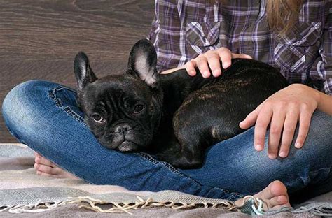 In this video, i'll give you 4 tips on how to potty train your french bulldog puppy. French Bulldog Crate Training- The Best Tips and Tricks ...