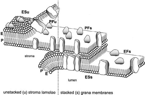 Schematic diagram illustrating freeze-fracture/etching of ...