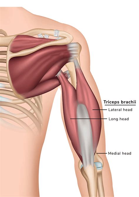 Costal attachment helps with deep inspiration and forced expiration. Name Of Muscles In The Arm / Meet Some Muscles Science ...