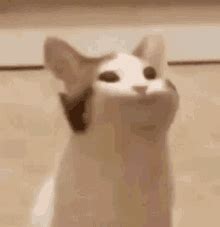 Movies, tv shows, musicians, anime, comedy Pop Cat GIF - PopCat - Discover & Share GIFs