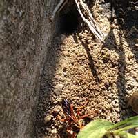 Great folks, and honest advice! Rhode Island Digger Bee Control Services: RI Digging Wasp ...