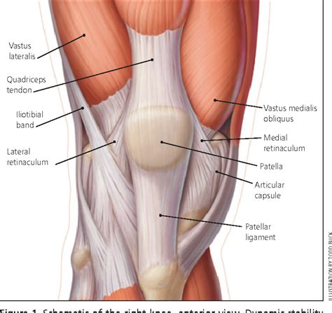 Front leg musclevtendon / place your hands on the floor in front of you. Front Leg Musclevtendon - Joint Health Matters : It's okay ...