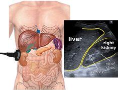 What are the signs and symptoms of spd? Coccyx The Seat of the Soul | Levator ani, Piriformis ...