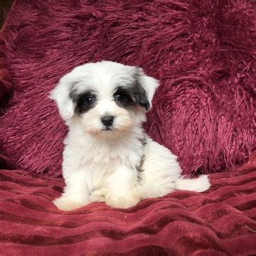 We don't see any havaneses available for adoption right now, but new adoptable pets are added every day. Havanese puppy for sale in HOUSTON, TX. ADN-63974 on ...