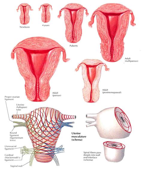 We did not find results for: Top 10 Strongest Muscles in The Body - Pouted Magazine