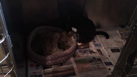 We have a short two page adoption form/contract that asks simple reference and care questions as well we are a small private 501(c) nonprofit shelter located in the rural panhandle of florida. Love is in the air🎶 Fuzz McCat and Tid Bit - Partners For ...