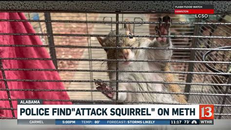 This was an evil attack squirrel of death! Police find attack squirrel on meth - YouTube