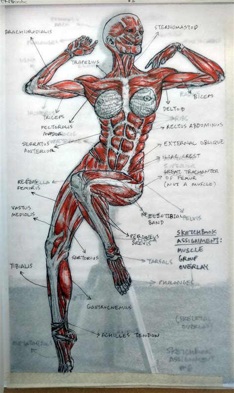 This 6th edition of anatomy: 2015 Figure Drawing - Citrus College * MUSCLES Overlay ...