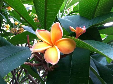 Check spelling or type a new query. Beautiful Plumeria from Hawaii. | Tropical flowers ...