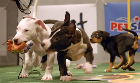Puppy day, also known as national puppy day in the u.s., is a holiday that not only celebrates the offspring of mankind's best friends but also urges people to adopt puppies on this you can also use the hashtag #nationalpuppyday on social media to let everyone know that you care about puppies. National Puppy Day 2021 is today (March 23) | Here are ...