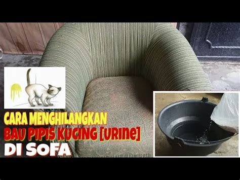 Coba bersihkan dengan cara menghilangkan bau kotoran namun, tenang saja, segera bersihkan dengan cara menghilangkan bau kotoran kucing ini. Cara Menghilangkan Bau Air Kencing Kucing - Menghilangkan ...