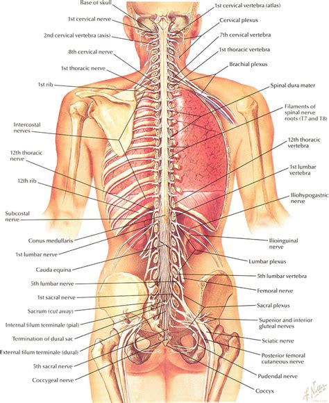 Pinpoint your pain with highlighted images showing where back muscles are located, written by a registered nurse on the goodpath medical team. Netter on Anatomy