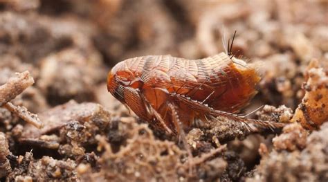 This is because the fleas will die of starvation since they have no host to jump onto. How Long Can Fleas Live Without a Host and Do They Need One?