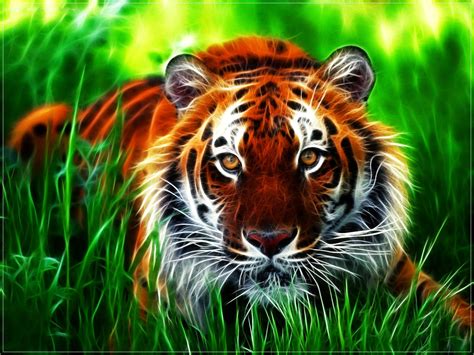 Find your perfect wallpaper and download the image or photo for free. Lovable Images: Wild Tiger Hd WallPapers Free Download ...