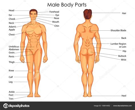 Human body woman posterior view. Body parts diagram | Medical Education Chart of Biology ...