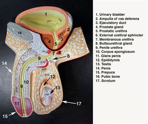 Over 18 hours, zac o'brien was transformed into anatomical man. Male Reproductive Model | Reproductive system, Human body ...