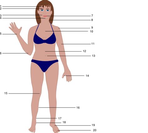 See your 3d body shape from measurements. Human Body Clip Art at Clker.com - vector clip art online ...