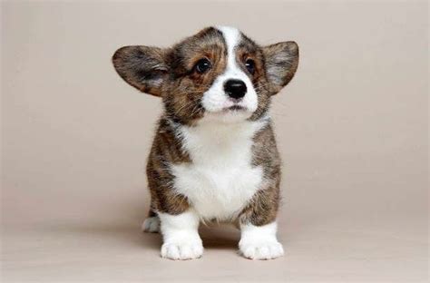 Located in kinzers, pa and shrewsbury, pa, we're here to help you find your perfect puppy! Corgi Puppies in New York | Cute corgi