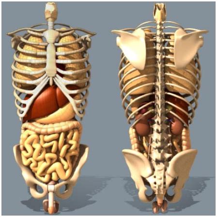 Both start above the rib cage and extend down below it. Anatomy Between Hip Lower Ribcage In Back / Understand Hip ...