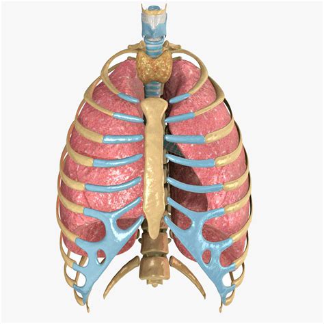 The ribs are elastic arches of bone, which form a large part of the thoracic skeleton. Human Rib Anatomy - Anatomy Drawing Diagram