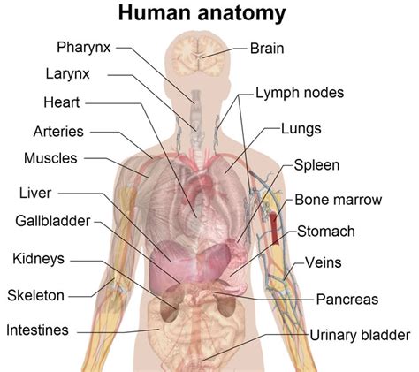 Aug 09, 2019 · important organs in the body are on your left side. Your Human Body | Article Most Wanted