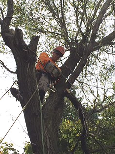 I agree to utilize the services of so cal course in an environment fit for learning. Tree Service | Robersons LLC