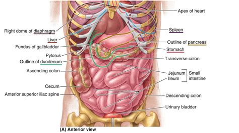 Graph quadrants labeled graph 16. ABDOMEN anatomy regions "liver stomach removed" - Google ...