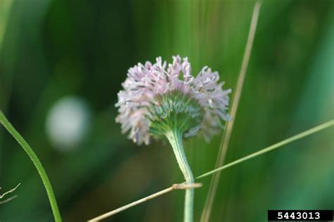 Drought tolerant, butterflies, bees bloom time: grassleaf Barbara's buttons, Marshallia graminifolia var ...