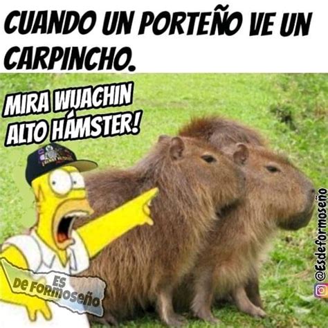 El carpincho (también denominado capybara, ronsoco, chigüire o chigüiro) es el roedor viviente más grande del mundo. #clON + https://k62.kn3.net/taringa/1/0/5/4/9/2/66/rock ...