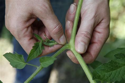 Jetzt kann das kleinwüchsige und besondere obst und beerensträucher gepflanzt werden. Gartenkalender: Was mache ich wann im Garten? | Tomaten ...