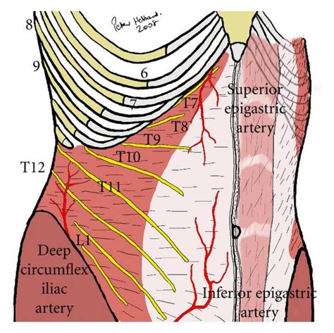 The four quadrants of the abdomen are the right and left upper quadrants and the right and left so they can do what is referred to as surface anatomy. Clinical Implications of the Transversus Abdominis Plane ...