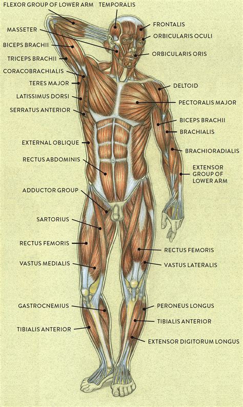 Causes v shape on side. Muscle and Tendon Characteristics - Classic Human Anatomy ...