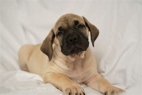 Newest oldest price ascending price descending relevance. Perro de Presa Canario Puppies For Sale | Chicago, IL #317368