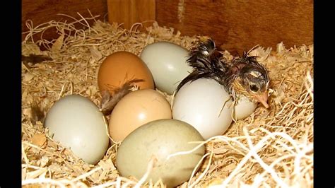 Choose from white cochin eggs, ameraucanas eggs, bantam chicken eggs, and many more. General Rules for Hatching Chicken Eggs - YouTube