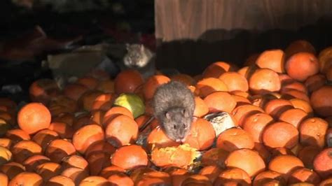 We use all ecogreen or organic products and we don't just spray for spraying! LA ranked 2nd most rat-infested city in US: Orkin pest control service - ABC7 Los Angeles