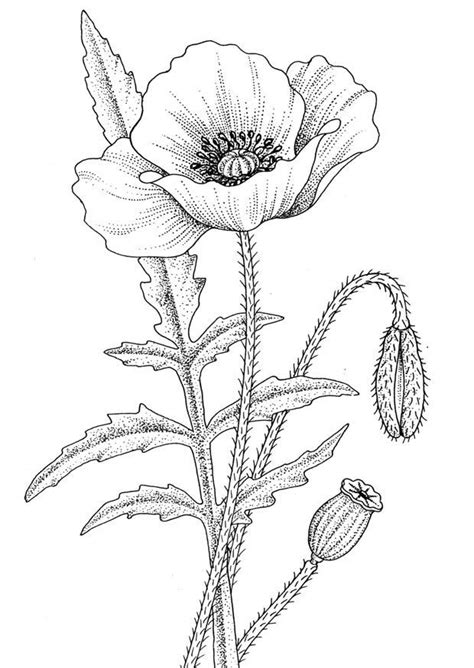 Typically poppies are red, but did you know they can also be purple, orange, pink, yellow or white? Poppy coloring page, Poppy drawing, Flower coloring pages