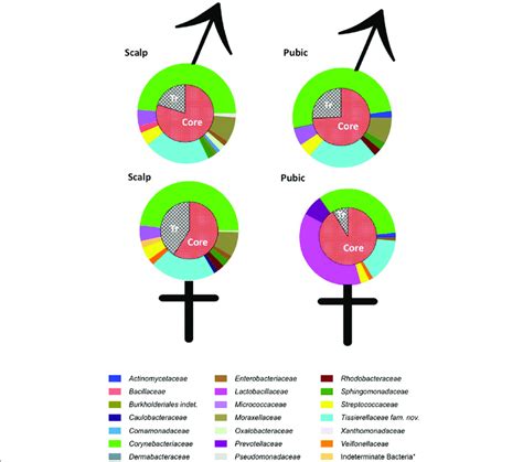 Bhunp female pubic hair 2.0. Microbial data extracted from scalp and pubic hairs. Diagrams... | Download Scientific Diagram