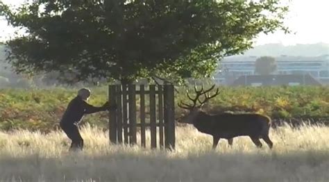 65787 notez cette vidéo : Regardez cet homme se faire attaquer par un cerf en rut