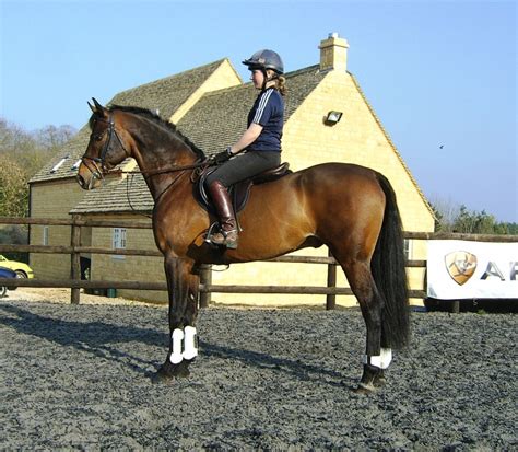 The team produced a dominant display in the showjumping. Laura Collett Partnership