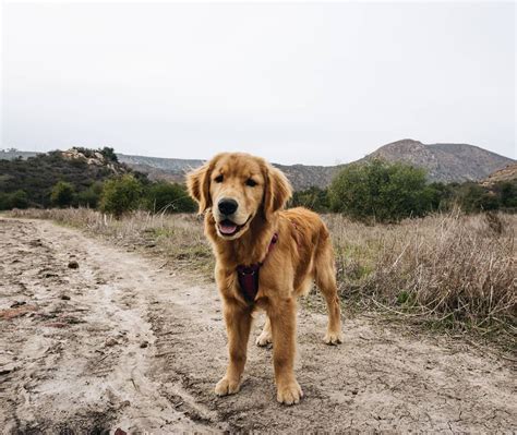 Daughter of beau and mollie. Golden Retriever Puppies California Bay Area - Animal Friends