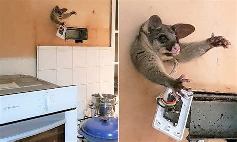 This listing is for one possum drawing. Possum trapped in a kitchen wall in Melbourne | Daily Mail ...