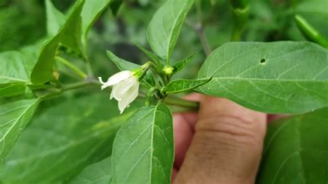 Are your tomato plant's leaves turning yellow? Growing grape tomato plants part 2 - YouTube