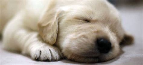Will ship & credit cards accepted. English Cream Golden Retriever Puppies Sacramento California