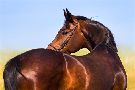 bigstock-Beautiful-mare-horse-94856981 | Honeychop