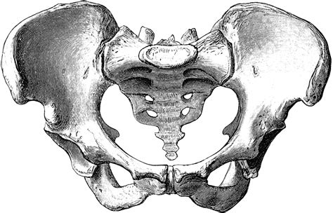 Diagram demonstrating the coxal bone's three regions. Clipart Panda - Free Clipart Images