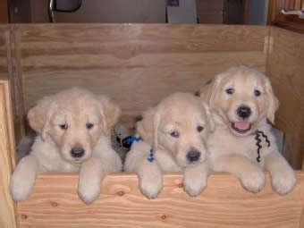 Healthy & utd on vaccines. Purebred Golden Retriever Puppies FOR SALE ADOPTION from ...