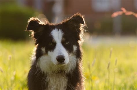 Welcome to the reddit ripple community! Border collie - find din nye hvalp på købhund.dk